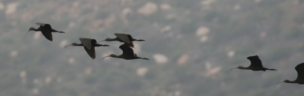 White-faced Ibis - C. Jackson