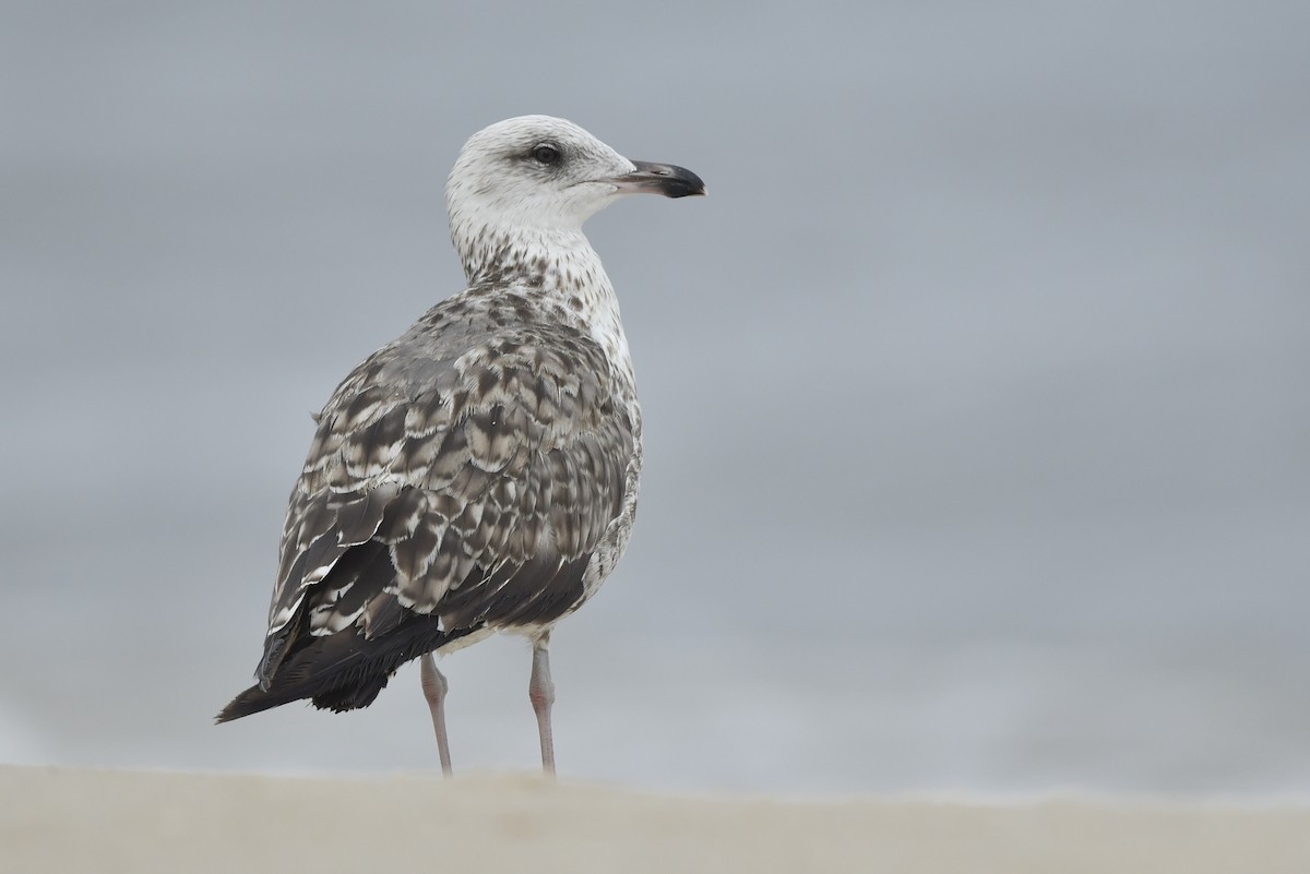 Lesser Black-backed Gull - ML258645161