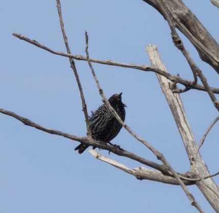 European Starling - ML258646051