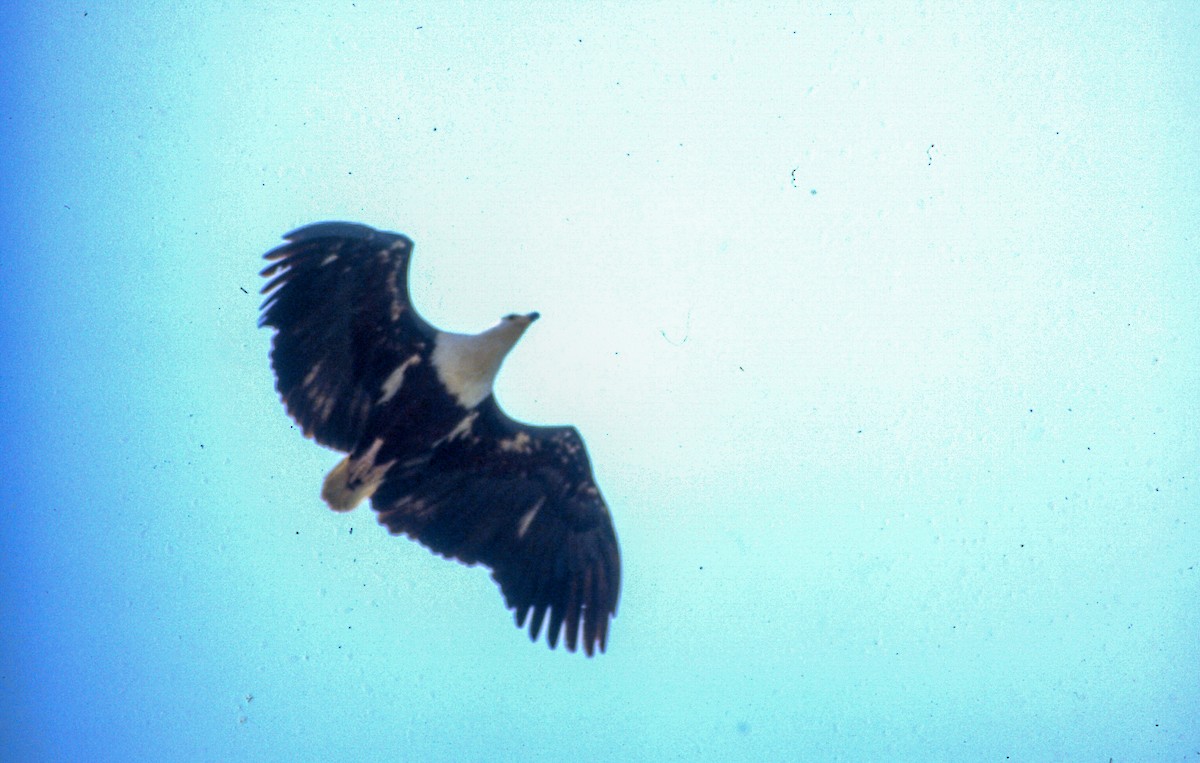 African Fish-Eagle - ML258647921