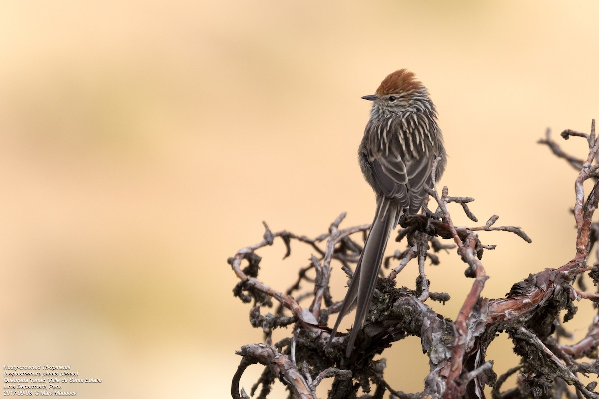 Rusty-crowned Tit-Spinetail - Mark Maddock