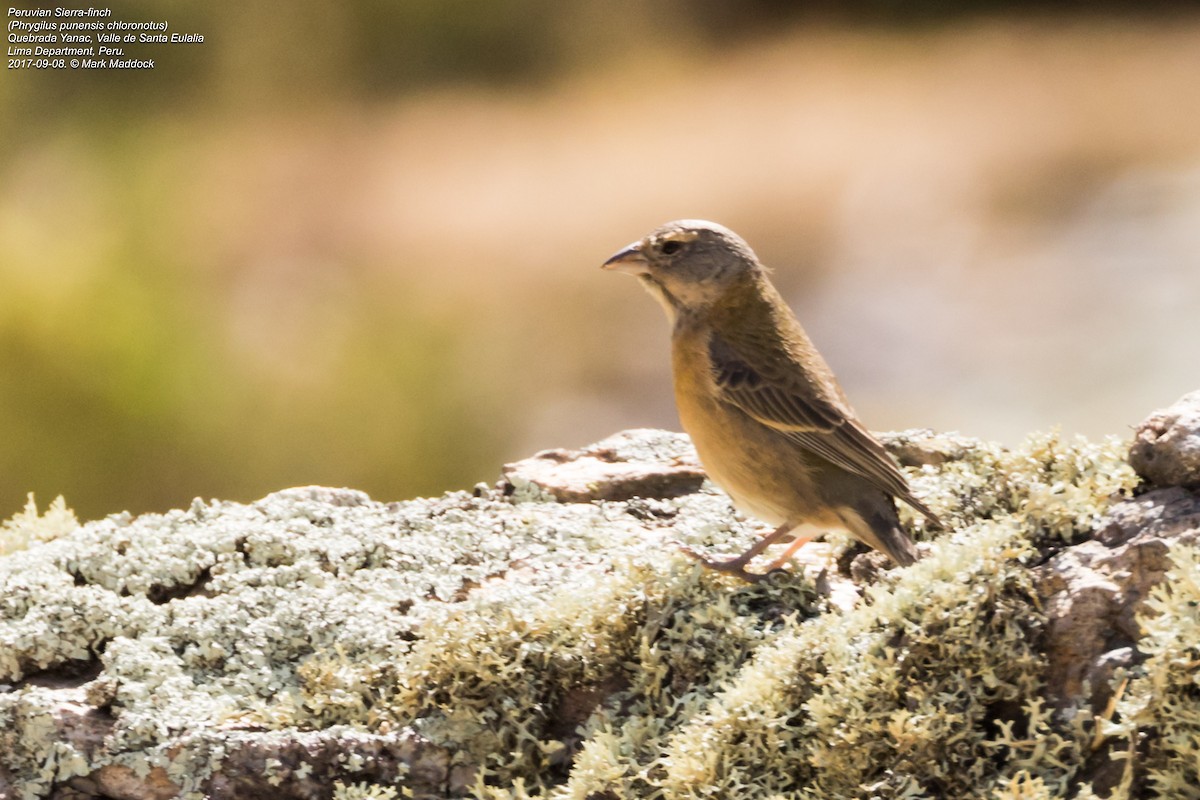 Peruvian Sierra Finch - ML258648151