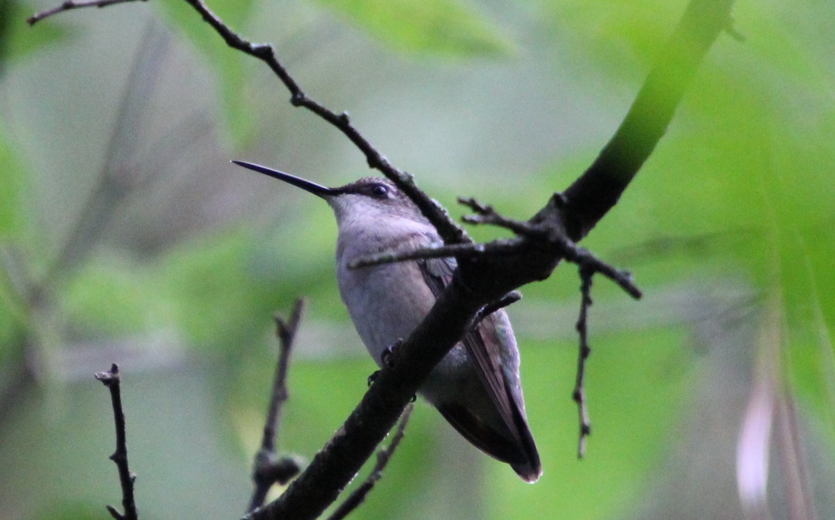 Ruby-throated Hummingbird - Carole Swann