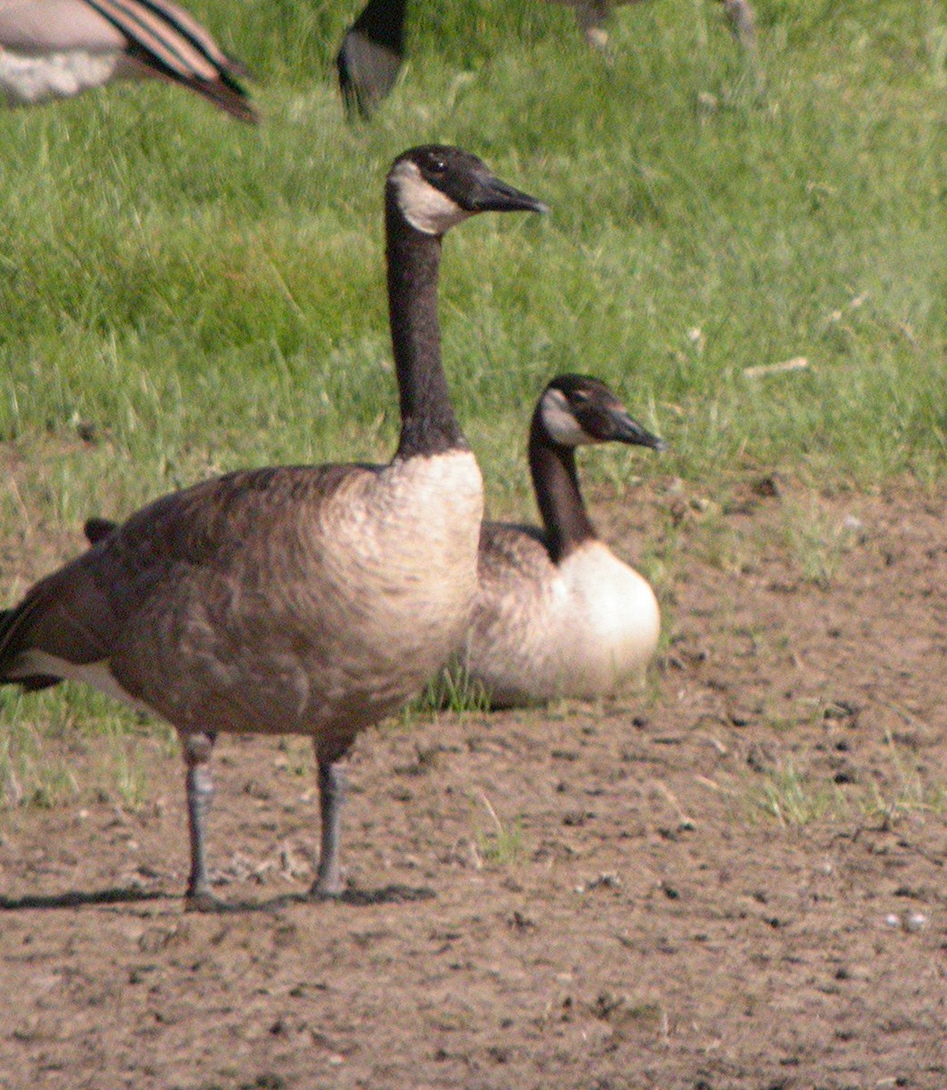 Canada Goose - ML258650681