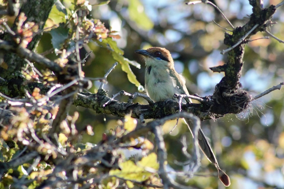 Russet-crowned Motmot - Juan Arrieta