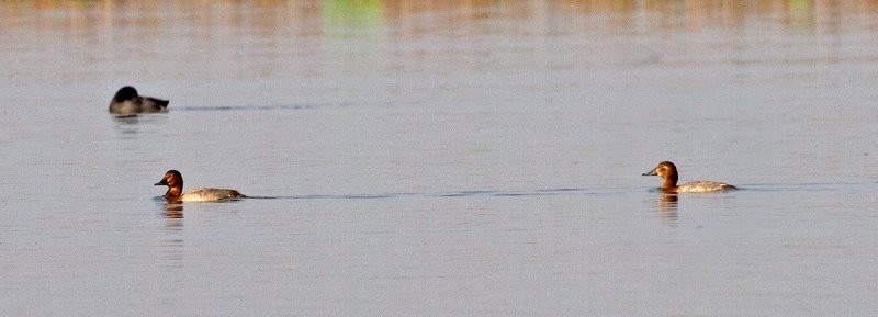 Common Pochard - ML258651771