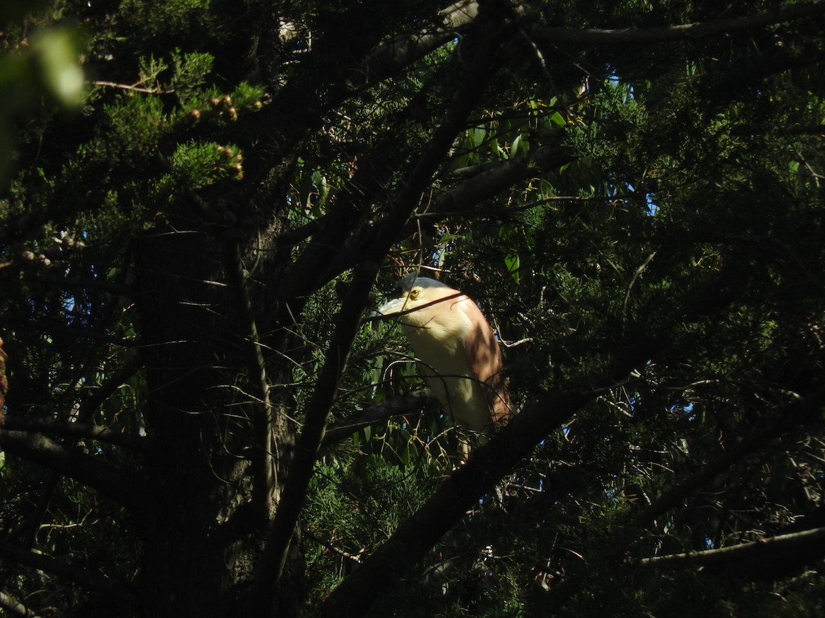 Nankeen Night Heron - ML258652191