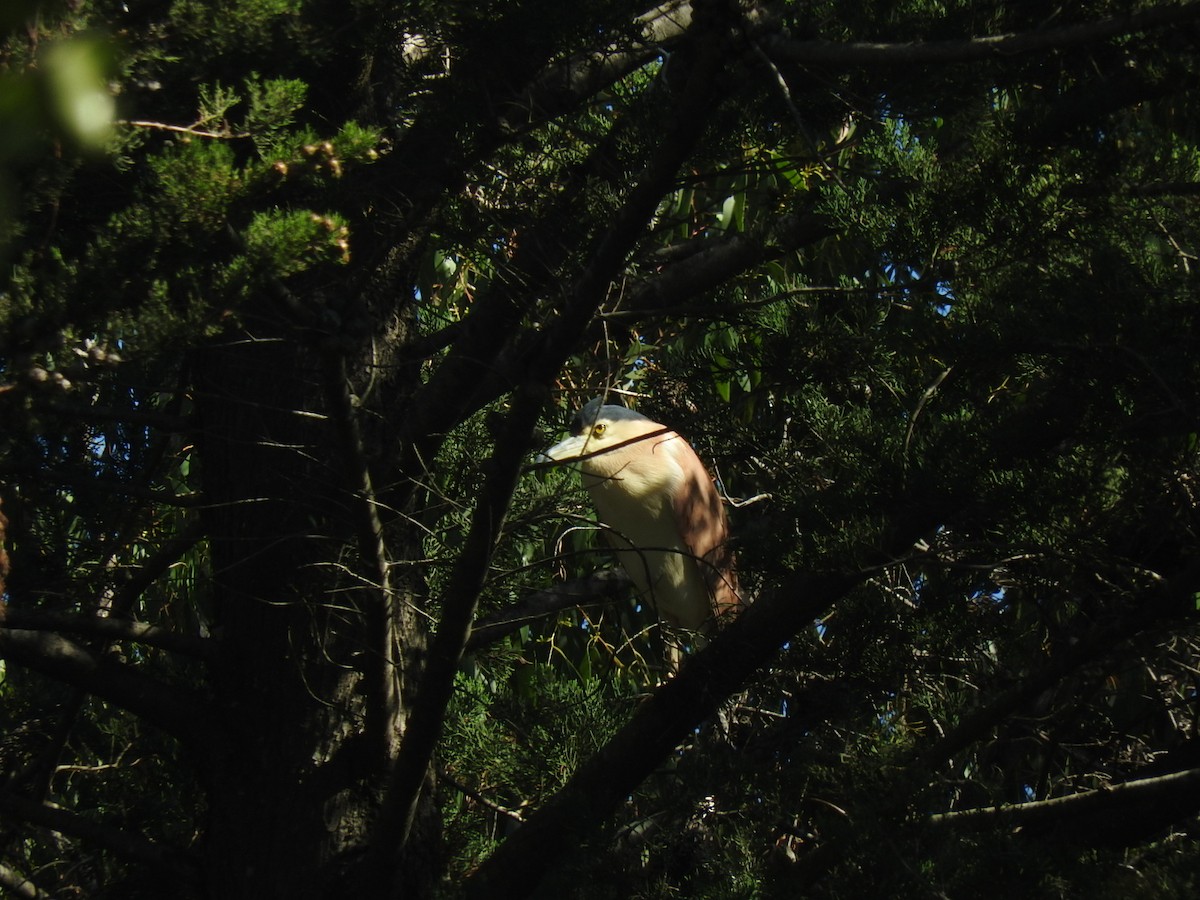 Nankeen Night Heron - ML258652211