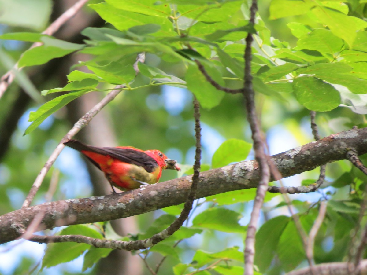 Scarlet Tanager - david brink