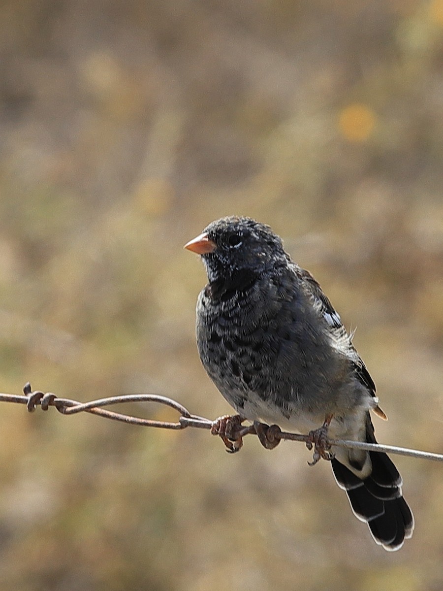 Mourning Sierra Finch - ML258652751