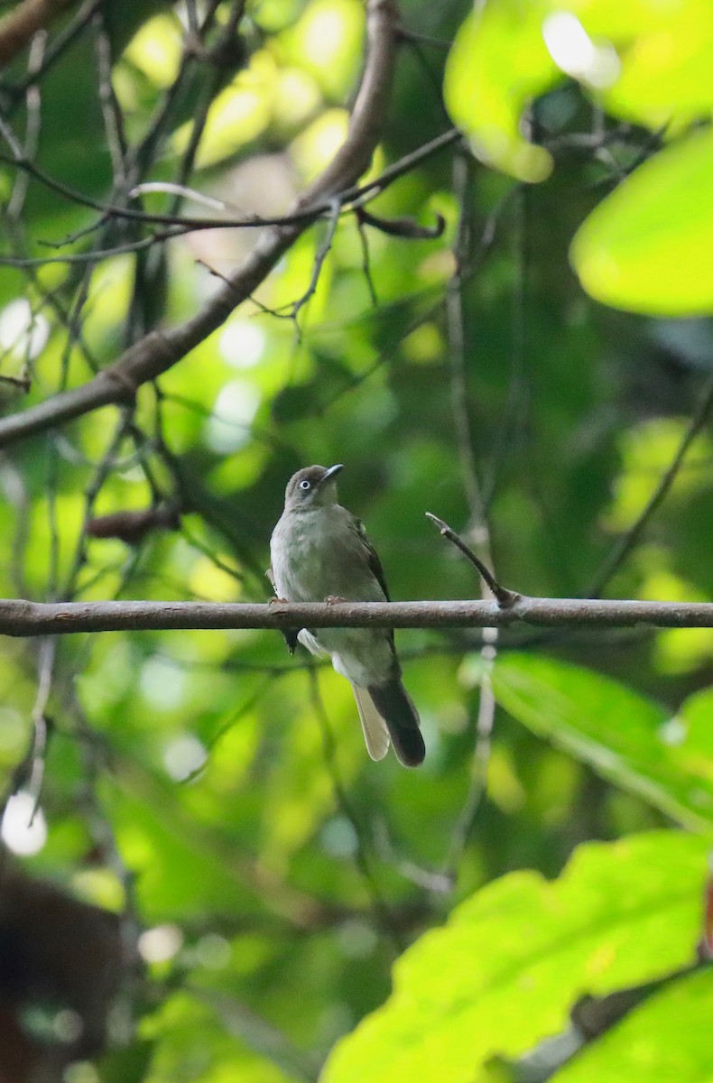 Cream-vented Bulbul - ML258652771