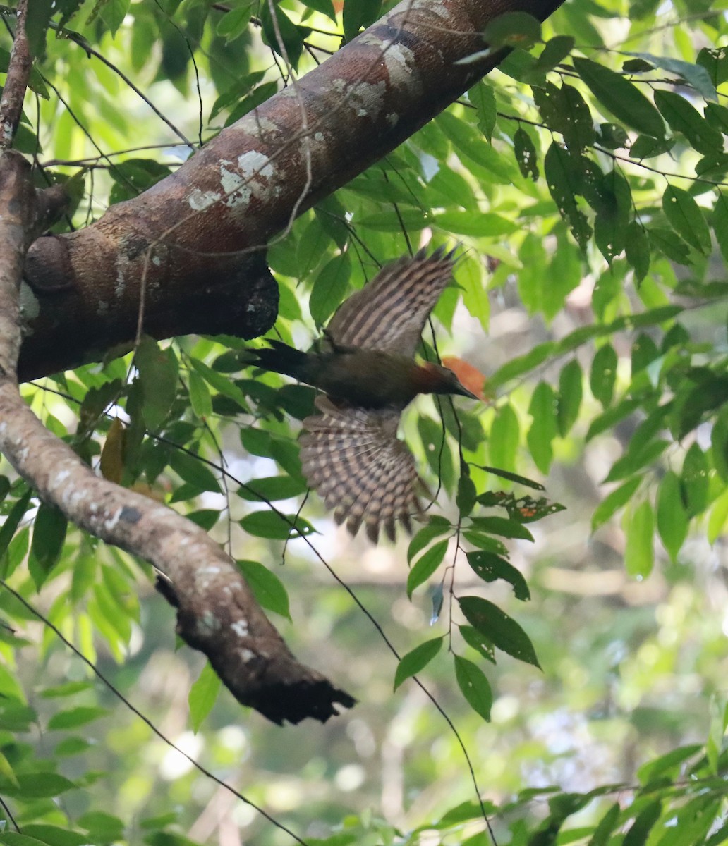 Checker-throated Woodpecker - ML258653281