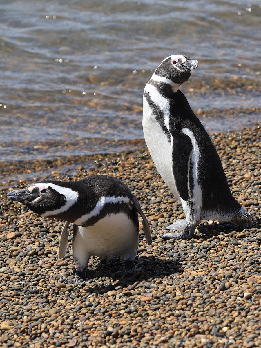 Magellanic Penguin - Cristian Suarez