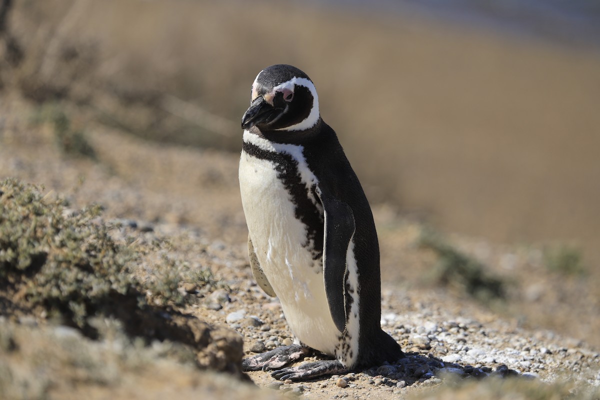 Magellanic Penguin - ML258653881