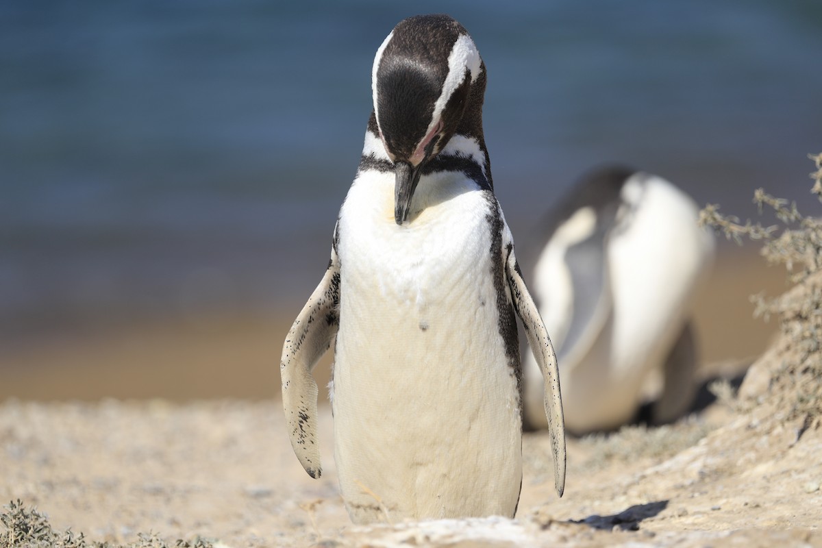 Magellanic Penguin - ML258653891