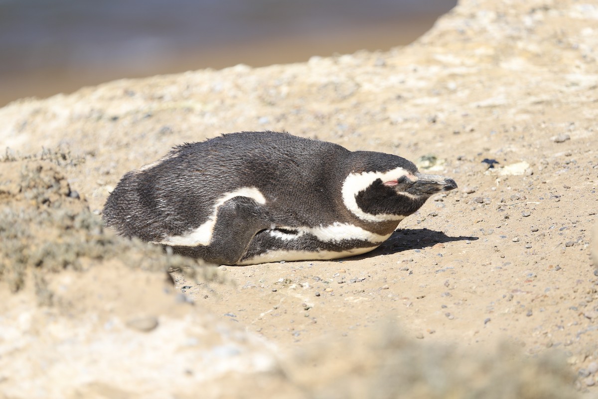 Magellanic Penguin - ML258653901