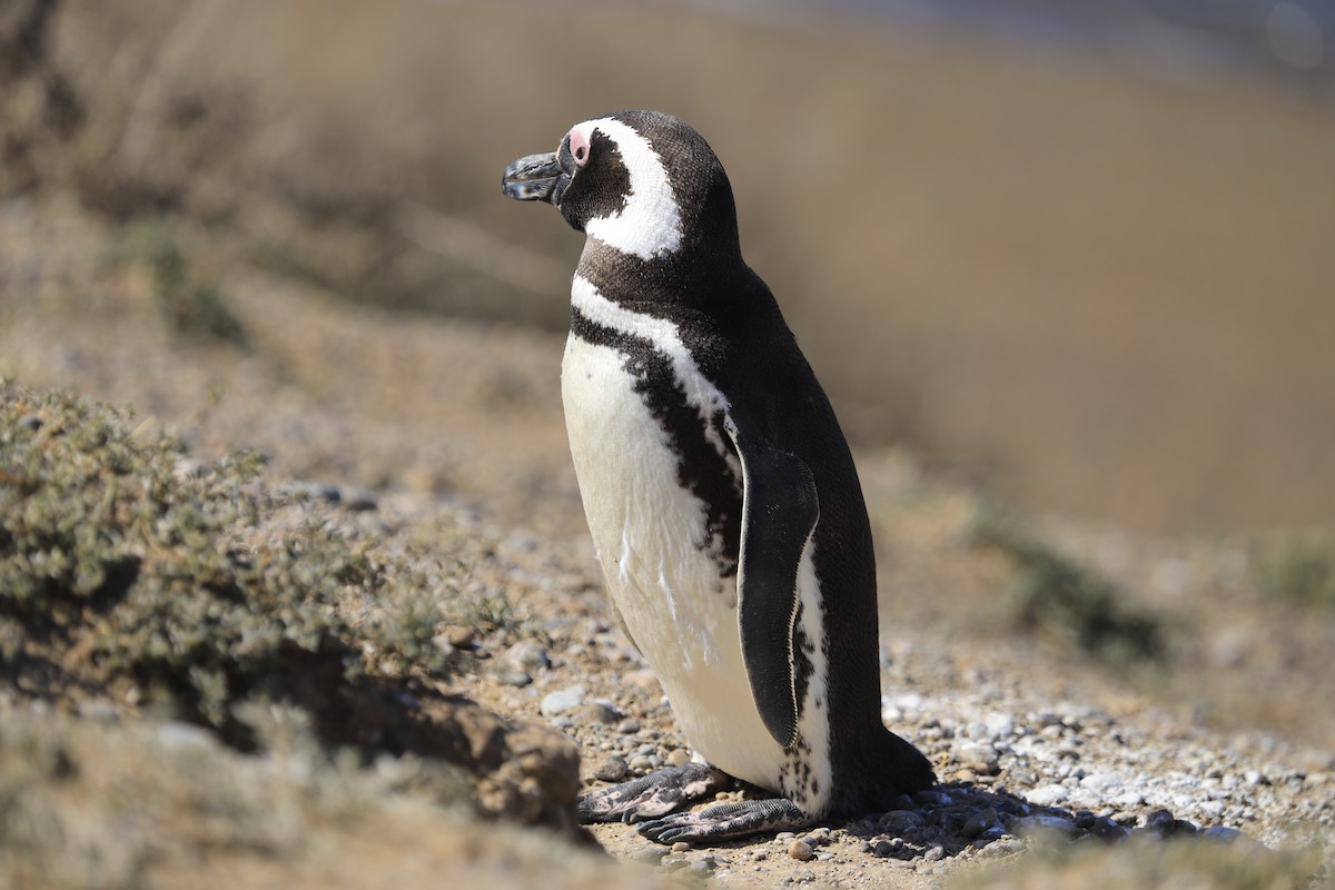 Magellanic Penguin - ML258653911