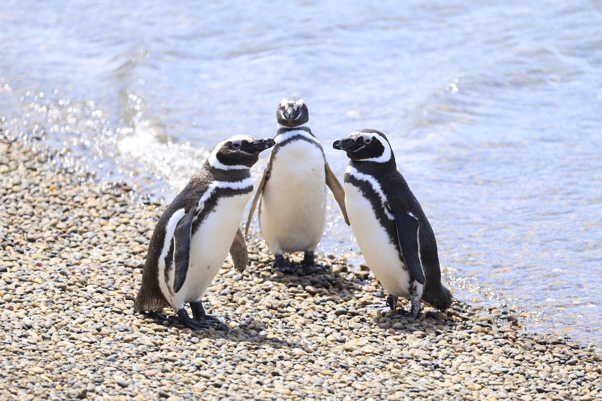 Magellanic Penguin - ML258653921