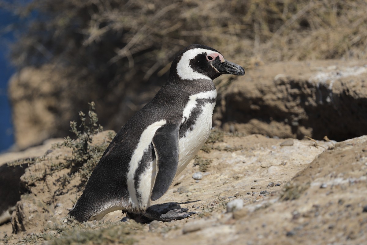 Magellanic Penguin - Cristian Suarez