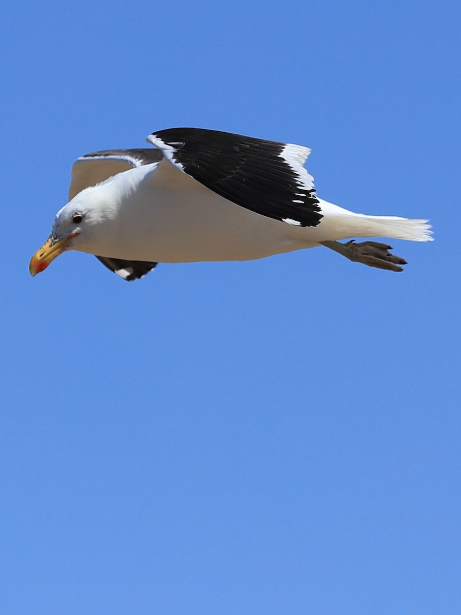 Kelp Gull - ML258654811