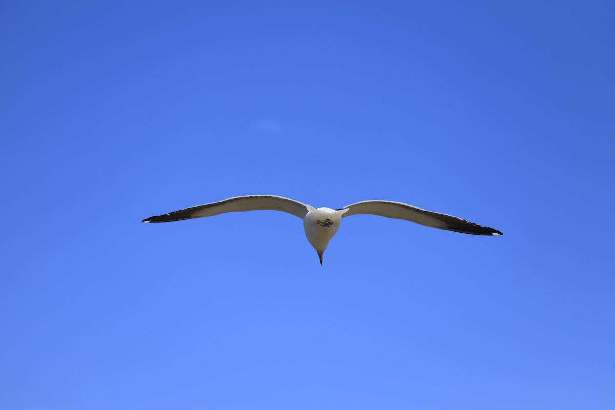 Kelp Gull - ML258654841