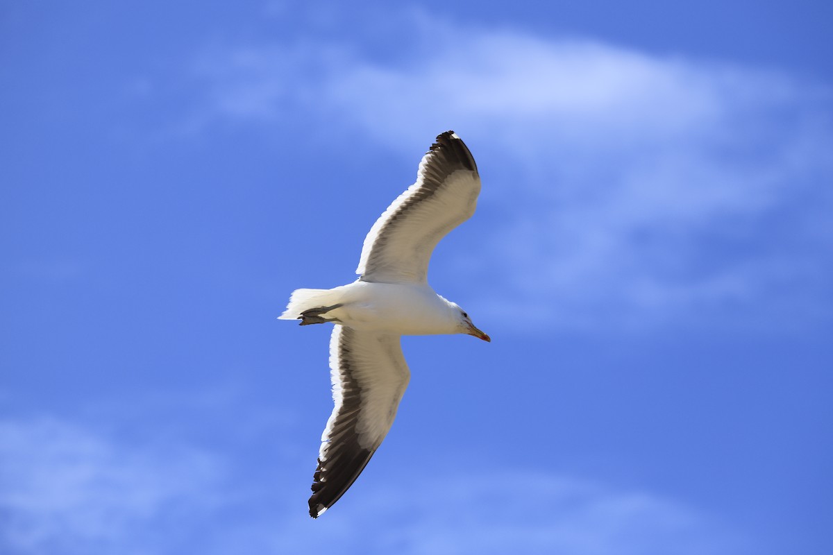 Kelp Gull - Cristian Suarez