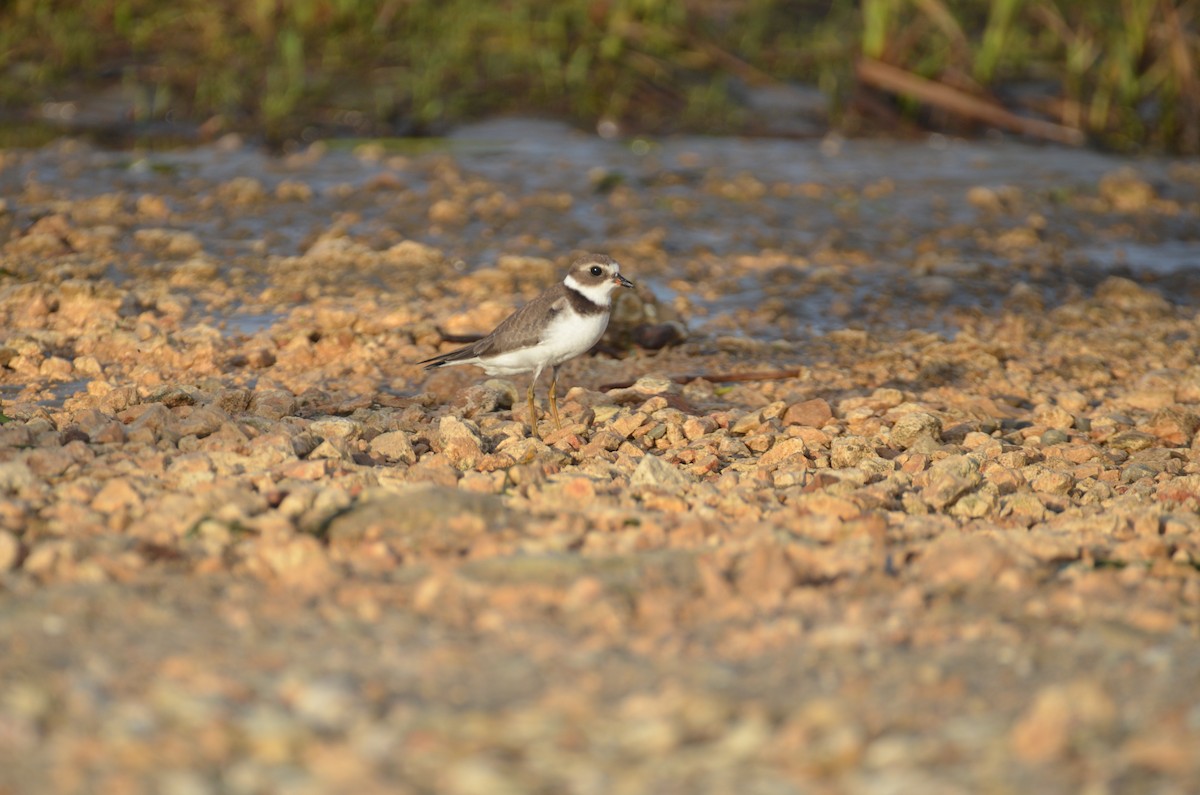 Semipalmated Plover - Jody Shugart