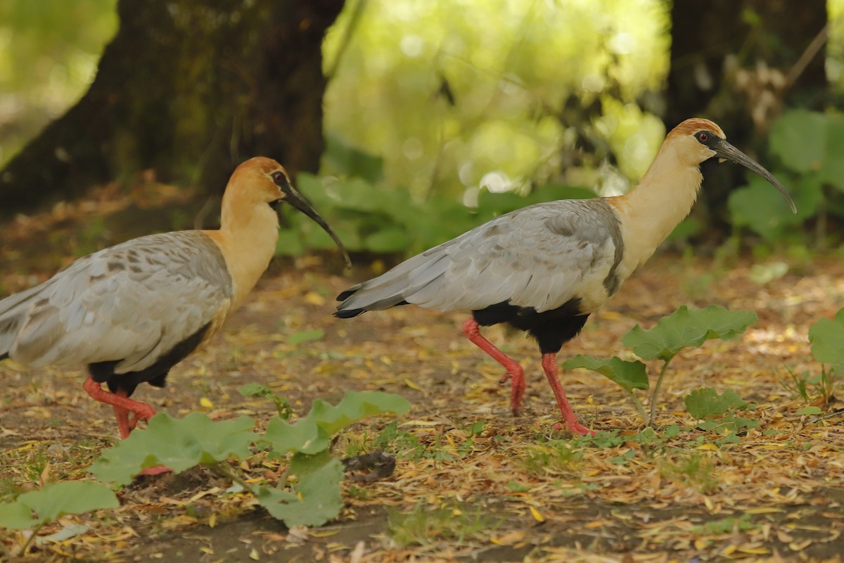 Black-faced Ibis - Cristian Suarez