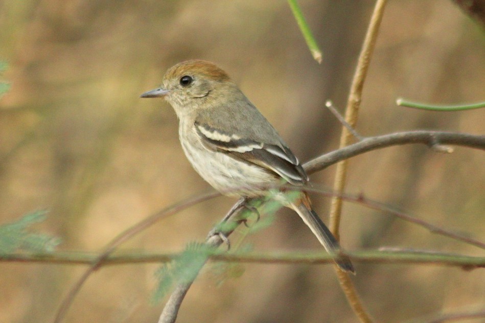 ヒメハイイロタイランチョウ - ML258657841