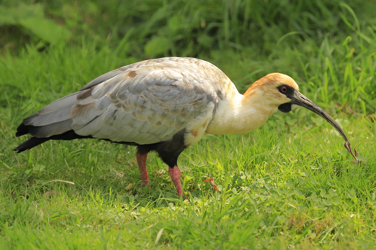 Black-faced Ibis - ML258658071