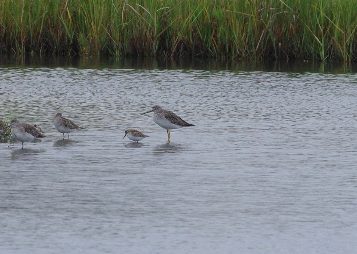 Western Sandpiper - ML258658131