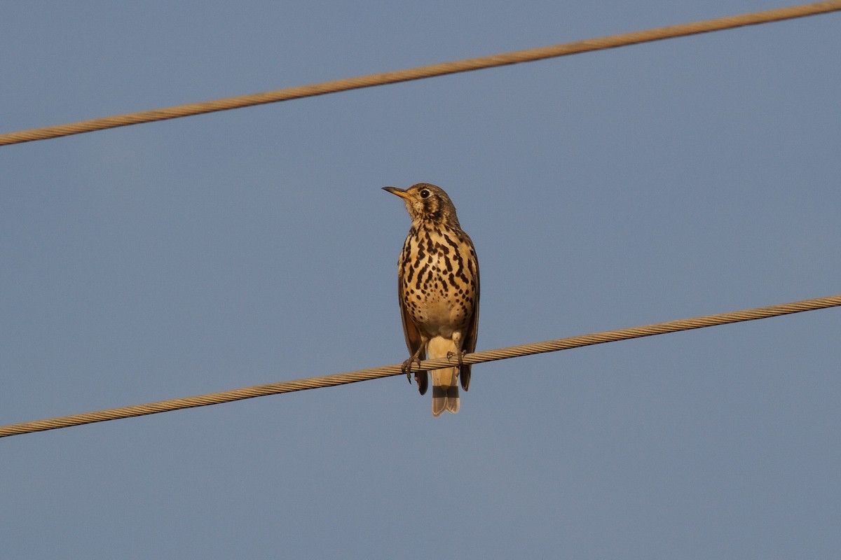Zorzal Litsitsirupa (simensis) - ML258658531