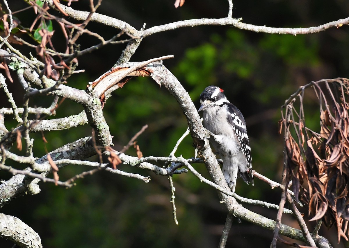 Downy Woodpecker - ML258659111