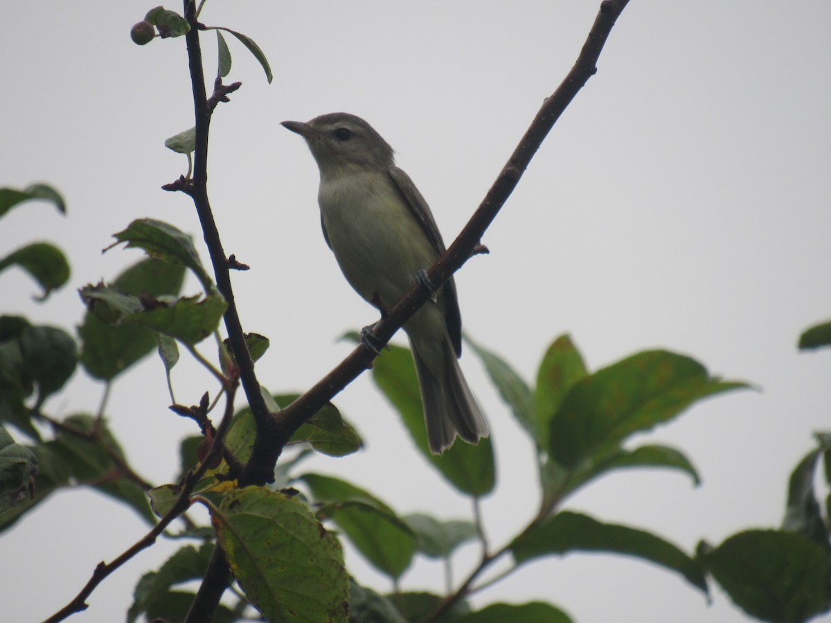 Warbling Vireo (Eastern) - ML258661271