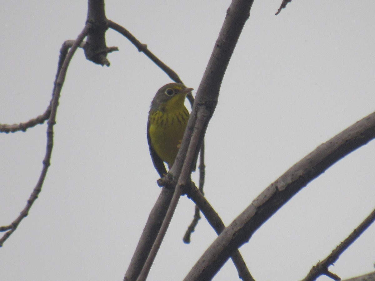 Canada Warbler - ML258661531