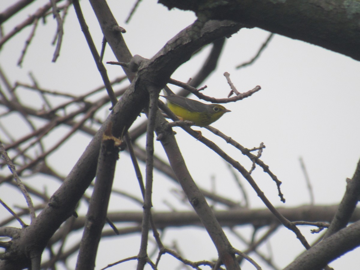 Canada Warbler - ML258661541