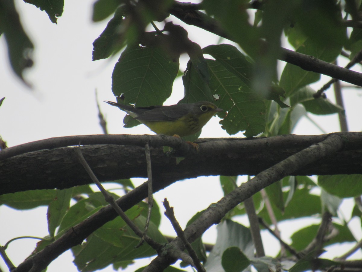Canada Warbler - ML258661551