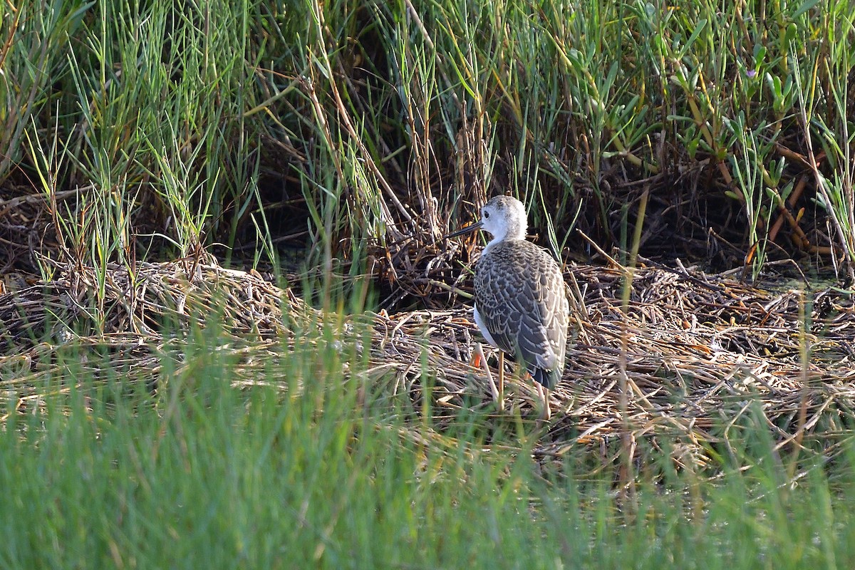 Black-winged Stilt - ML258663771