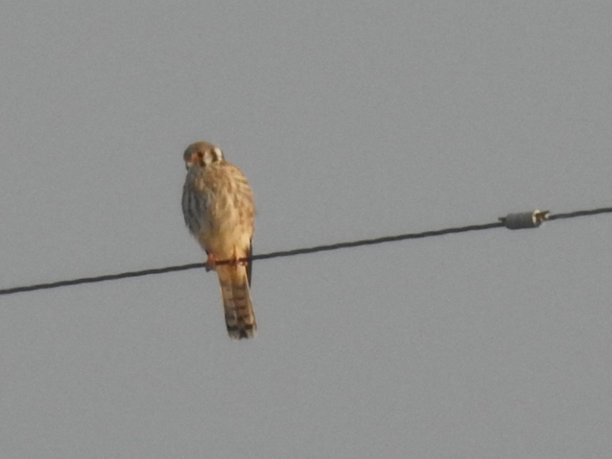 American Kestrel - Kevin Long