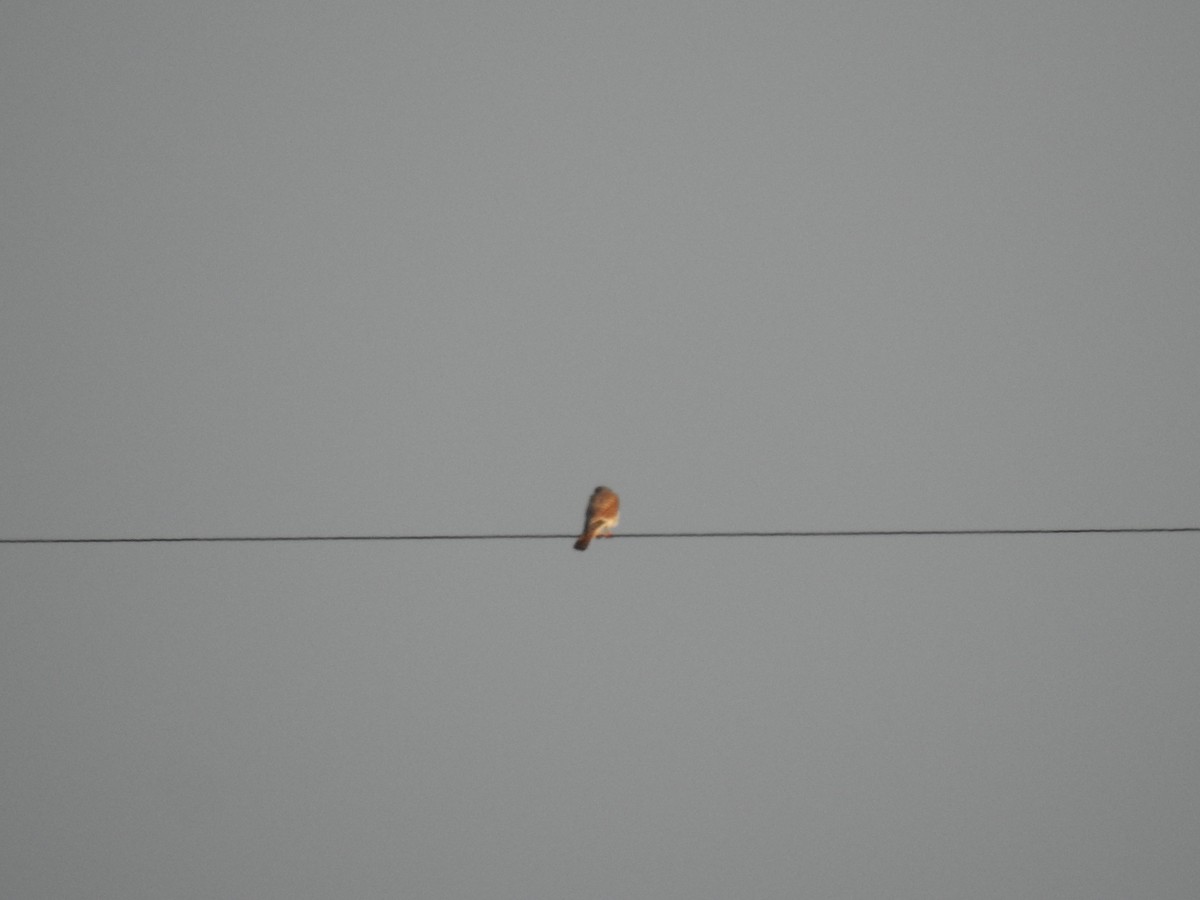 American Kestrel - ML258664681