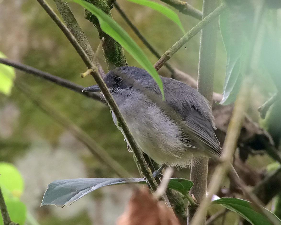 Plain Antvireo - ML25866521