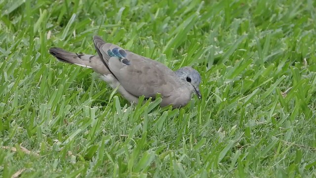 Emerald-spotted Wood-Dove - ML258665811