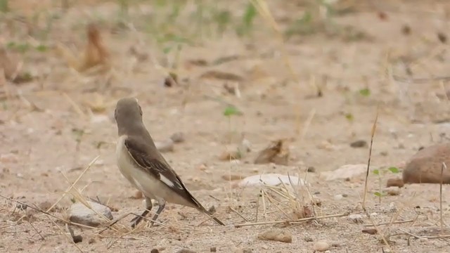 Сорокопуд чорнолобий - ML258666431