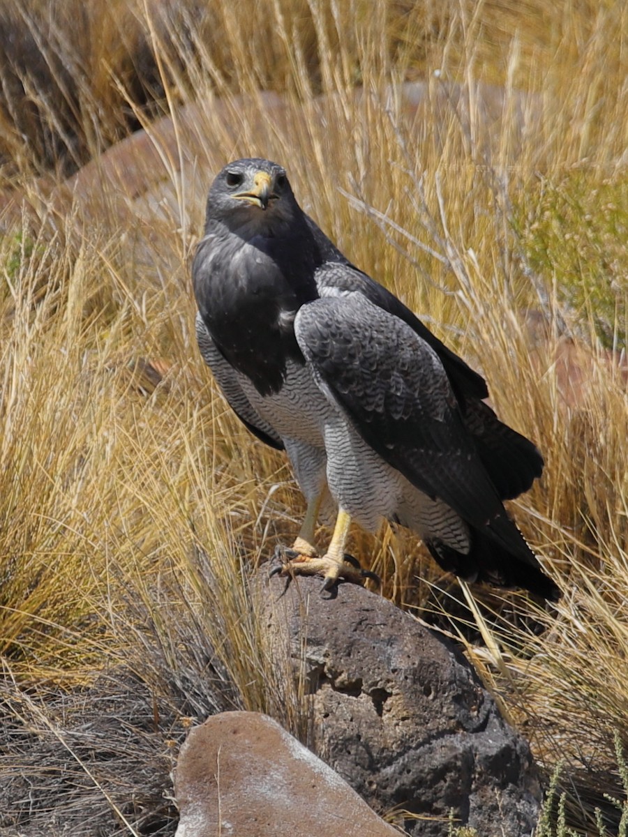 Black-chested Buzzard-Eagle - ML258666441