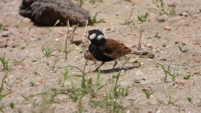 Chestnut-backed Sparrow-Lark - ML258666721