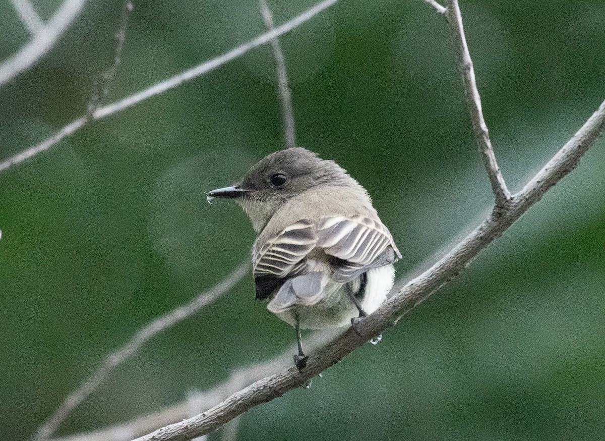 Eastern Phoebe - ML258666781