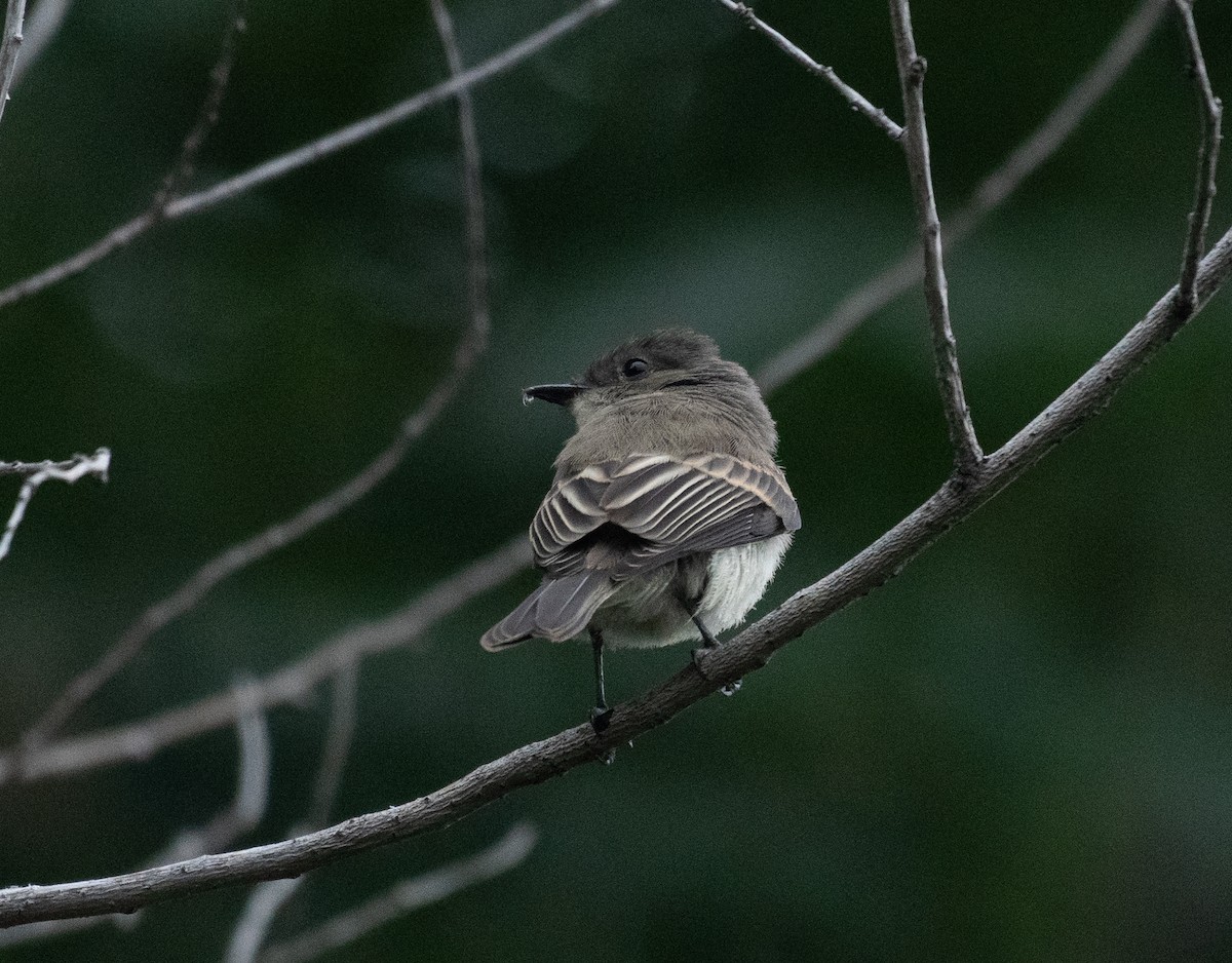 Eastern Phoebe - ML258666791