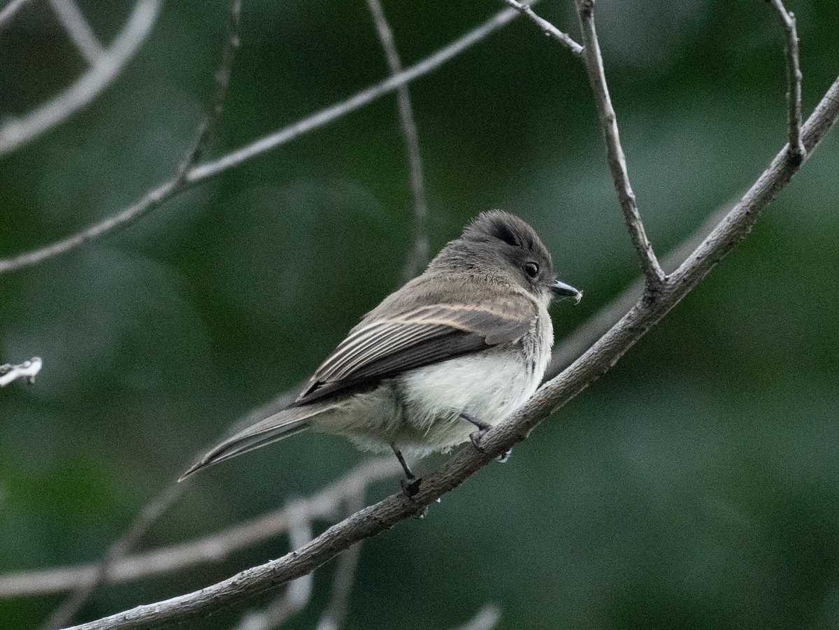 Eastern Phoebe - ML258666801