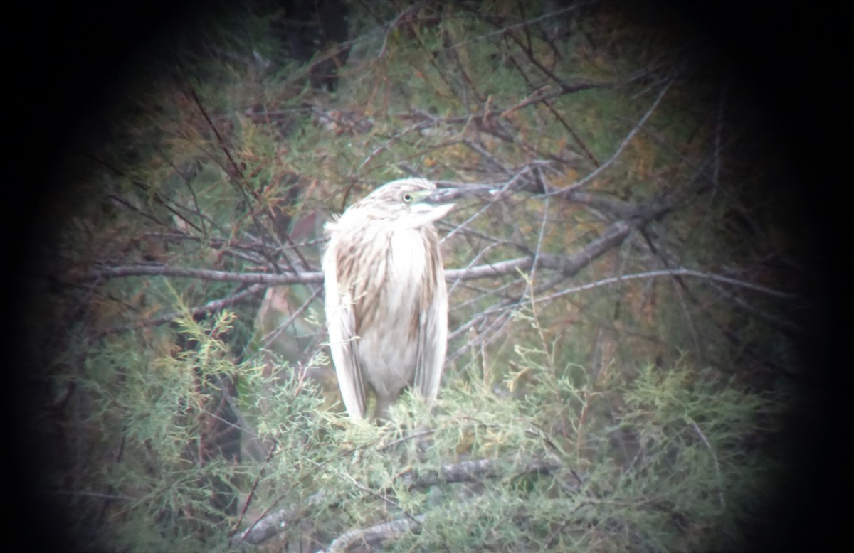 Squacco Heron - ML258666841