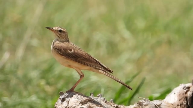 Pipit à dos uni - ML258666861